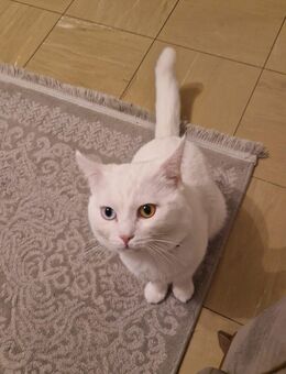 Deckkater in weiß erfahren - Duisburg