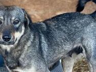 Yonka ist eine Seelenhündin 🐾 - Elsdorf (Nordrhein-Westfalen)