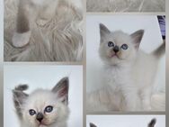 Ragdoll Kitten - Rülzheim