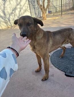 Odin mit dem freundlichen Blick - Celle
