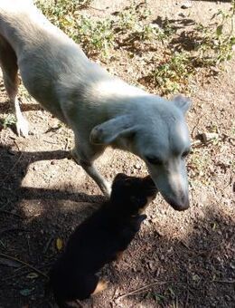 Josina sucht nach einem zu immer zu Haus - Rambin