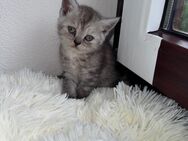BKH Kitten - Sindelfingen
