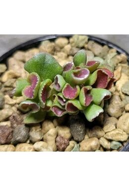 CRASSULA OVATA GIMLI, EXTREM SELTEN, RARITÄT - Braunschweig