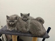 BKH Kitten