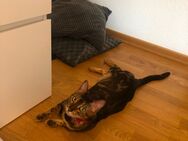3 jährige Bengalkatze sucht neues zu Hause - Langenfeld (Rheinland)