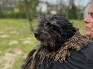 Buksi LM Sanfte Hundedame - Neustadt (Rübenberge)