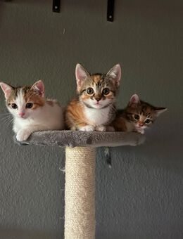 Kitten - Hamburg Wandsbek