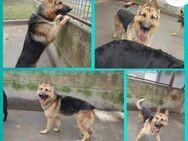 Aron dt. Schäferhund Mischling Rüde - Margetshöchheim