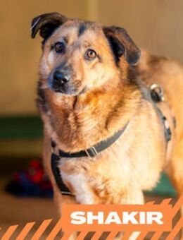 Shakir - ist da draussen keiner für mich - Berlin