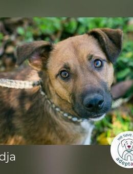 Andja: Sucht ein Zuhause - Kirchzell