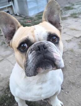Frenky 8-jährige französische Bulldogg - Kassel