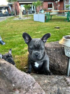 Sportlicher Franz Bulldoggen Welpe