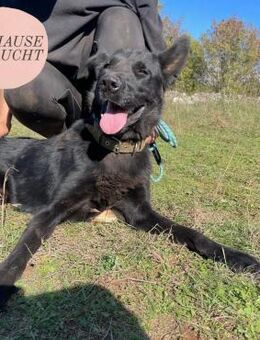 Aufgeschlossener FALKON sucht Familie❤️ - Saarbrücken