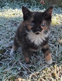 Katze abzugeben - Plessa