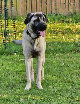 Bilbo sucht ein Zuhause - Abensberg