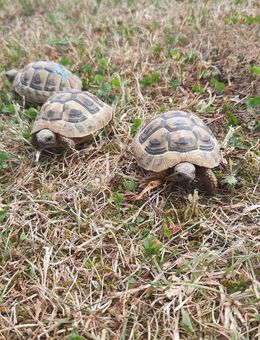 Griechische Landschildkröten - Marktbergel