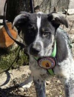 Wer schenkt Suki ein Zuhause? - München