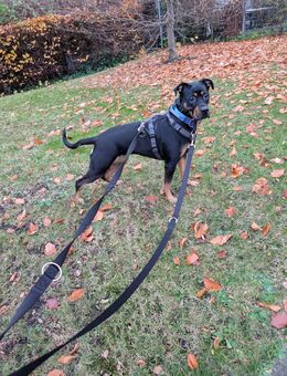 Mischling abzugeben - Leipzig Ost