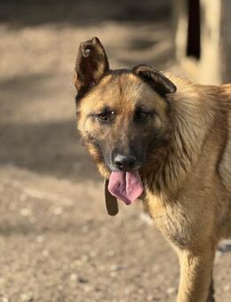 King braucht eine Aufgabe 🐾 - Elsdorf (Nordrhein-Westfalen)