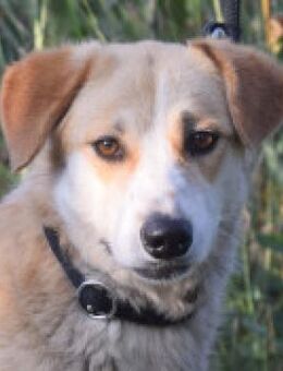 Bonbonetti - freundlich, schüchtern - Lohmar