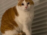 wir suchen eine Jung-Katze damit diese Lady nicht mehr so alleine sein muss - Bersenbrück Zentrum