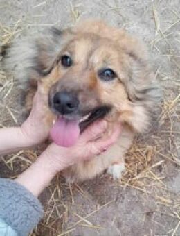 CORA - sehr freundliches Hundemädchen - Gevelsberg