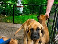 Deutsche Dogge/Bordeauxdogge Mischlinge Welpen - Bleicherode