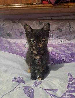 Glückskatze COCO sucht ihr Glück - Weilheim (Oberbayern)