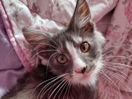 Zauberhafte Maine Coon Kitten - Remagen