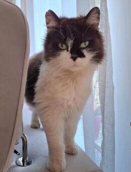 Orla sucht ein nettes Zuhause - Blankenheim (Nordrhein-Westfalen)