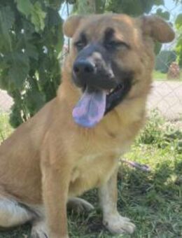 Mischlingsrüde Barney - Kierspe