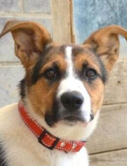 AMELIA sucht Familienanschluss - Gefrees