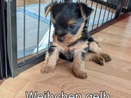 Yorkshire Terrier Welpen mit Familienanschluss - Ohne