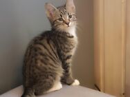 Main Coon Mix Kitten - Steinbach (Wald)