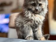 2 Kitten suchen noch ein Zuhause - Niederhosenbach