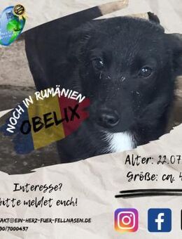 OBELIX - möchte seinen Weg mit DIR gehen - Waakirchen