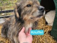 Knuffel ist ein lieber Racker - Berlin