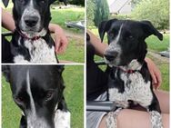 Szofia VA-Zweite Chance gesucht! - Neustadt (Rübenberge)