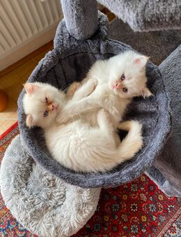 Perserkitten suchen leibevolles, neues Zuhause - Stuttgart