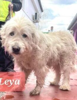 🐾❤️ LEYA, geb. 04.05.2016 sucht Familie - Eichendorf