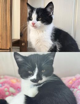 Kitten [schwarz/weiß] aus Fünfseen abzugeben - Fünfseen