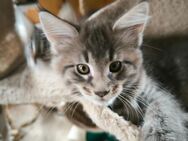 Maine Coon Kitten - Helmbrechts