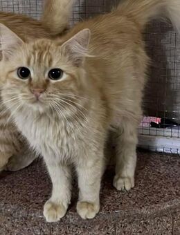 Kater Ginger sucht Dosenöffner - Hattersheim (Main) Zentrum