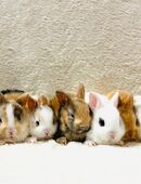 Zwergkaninchen Baby Häschen 8 Wochen in 81377