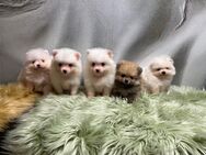 Pomeranian Zwergspitz Welpen - Wiesentheid