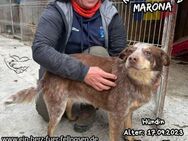 MARONA-neugierig, aufgeschlossen,sozial - Waakirchen