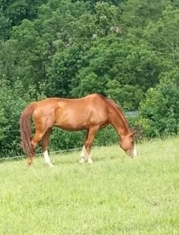 Staatsprämienstute,Fuchs, Quaterback,Stute, Zuchtstute, Freizeitpferd - Frauenstein Zentrum
