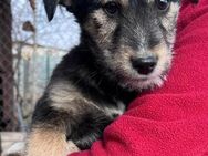 DONNY - Hundejunge auf Familiensuche - Sulzbach-Laufen