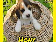 Beaglewelpen mit Ahnentafel - Rietberg