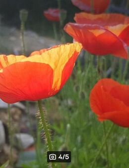 Klatschmohn (Papaver rhoeas), Mohn, leuchtend rot - Horgenzell